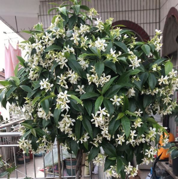 一种茉莉真好养，剪根枝条插土里，一年开出大花墙，香味十足