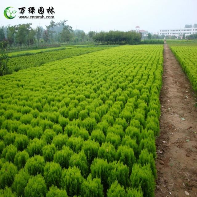 洒金柏苗如何种植 怎么培育养护洒金柏苗木