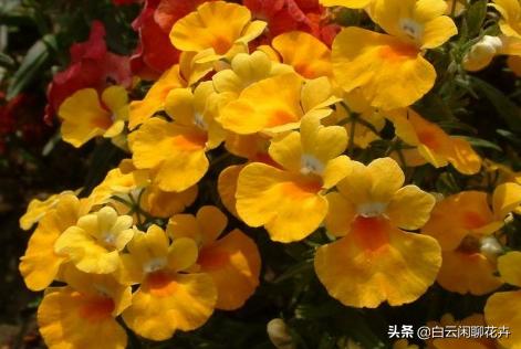 这几款花不但耐晒耐热，花期还很长，绝对是一款奇花