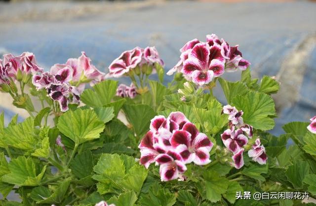 在什么时候扦插最好？当然是春末期了，很快就会一朵接一朵地绽放