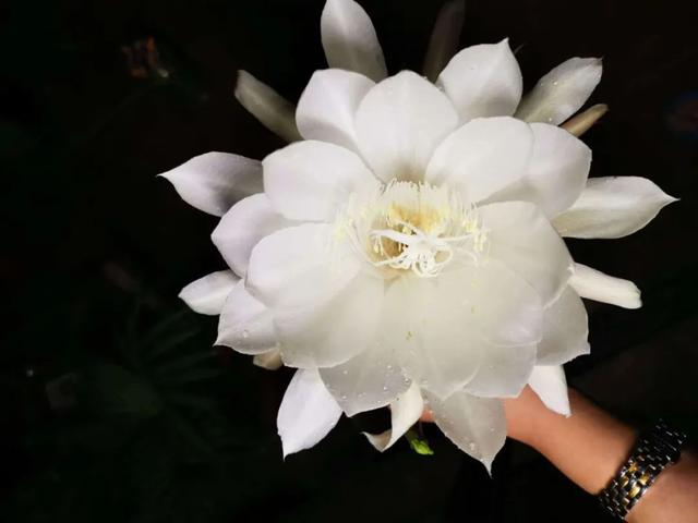 四月天剪下昙花叶扦插入盆，收获昙花的福利太多，令人赞叹不已！
