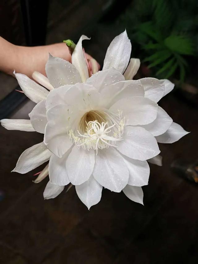 四月天剪下昙花叶扦插入盆，收获昙花的福利太多，令人赞叹不已！