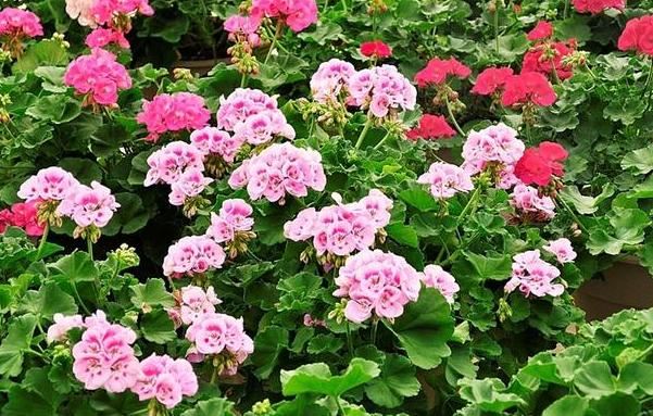 天竺葵没发芽怎么办？2步简单操作，开花品质、数量更有保障