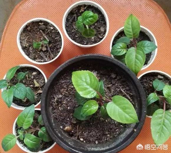 倒挂金钟可以扦插繁殖吗？