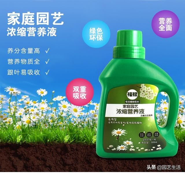 养花用此“水”，花朵艳丽，叶子光亮，你养的花草也会被人羡慕