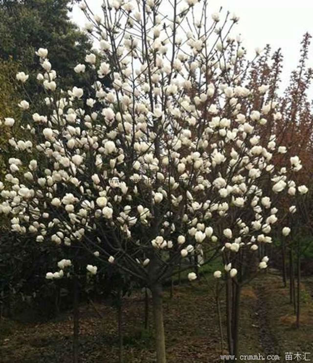 白玉兰和广玉兰有什么区别？那个品种好？