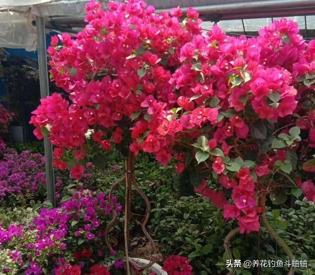 三角梅叶黄不开花，土里加2种料，养护2周，花苞嗖嗖蹿出来