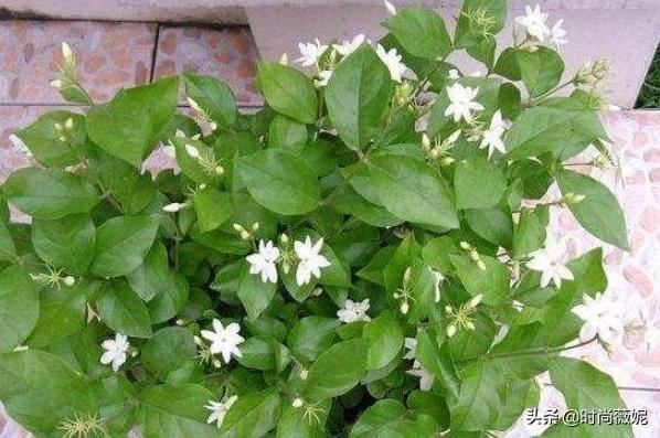 这几种花卉要记得“摘心”，这样才能枝繁叶茂花期长！
