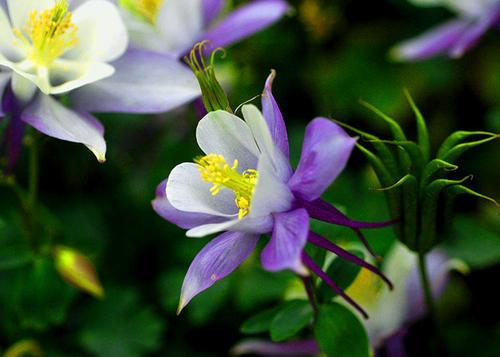 明明是一种“菜”，3个方法养出高挑花，高洁清雅家养品味高