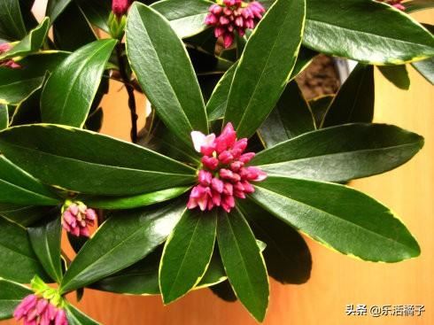 瑞香：满屋花香，立春祥瑞盆栽，开花后如何修剪才能花开不断