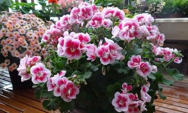 天竺葵没发芽怎么办？2步简单操作，开花品质、数量更有保障