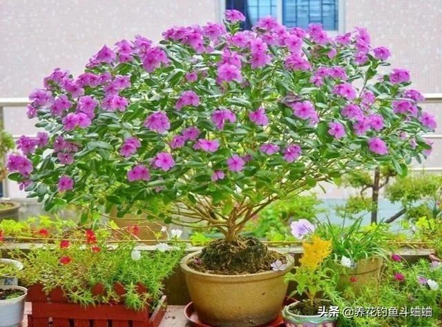 长春花长势慢花少，收下这几个养护技巧，蹭蹭冒芽 ，开成花海