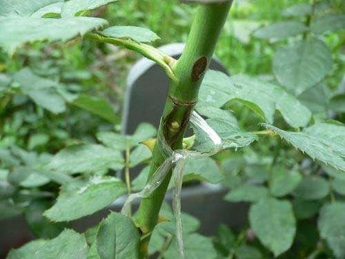 白兰花难嫁接？做好这几点，就能提高嫁接成功率，让植株长势良好