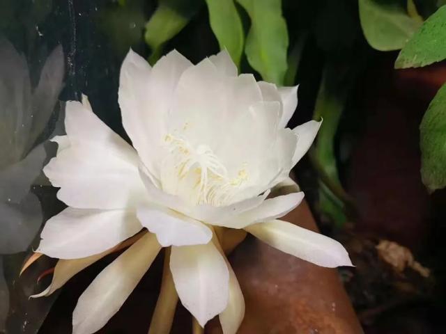 四月天剪下昙花叶扦插入盆，收获昙花的福利太多，令人赞叹不已！