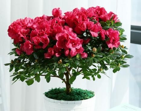 杜鹃花买回来不会养？小花匠来教你，呼呼开花长新芽，你也能养好