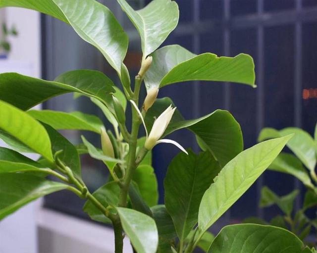 白兰花难嫁接？做好这几点，就能提高嫁接成功率，让植株长势良好