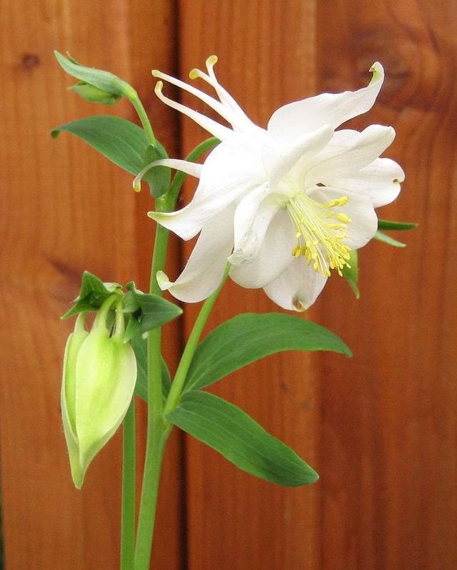 明明是一种“菜”，3个方法养出高挑花，高洁清雅家养品味高