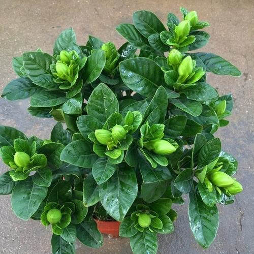 喜欢太阳的“3种花”，就要狠狠晒，别心疼，越晒越开“香香花”