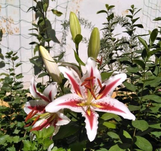 家中养百合，养养就黄叶，教你几招，叶绿花大，年年开花