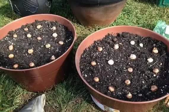 一大片郁金香，开花实在太美，如果想养，做好4点就爆盆
