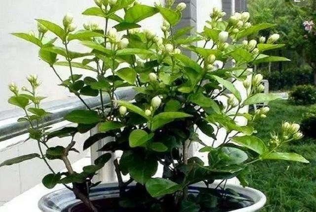 喜欢太阳的“3种花”，就要狠狠晒，别心疼，越晒越开“香香花”