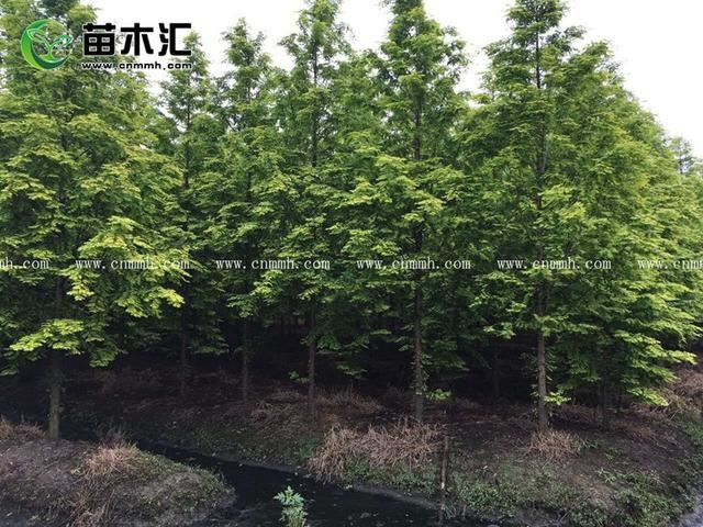 金叶水杉是落叶苗木还是不落叶植物？