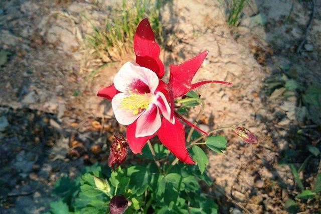 明明是一种“菜”，3个方法养出高挑花，高洁清雅家养品味高