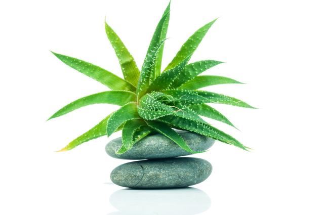 这几样花卉开春扦插，赶紧动起来！省钱、好养