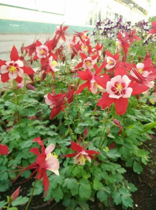 明明是一种“菜”，3个方法养出高挑花，高洁清雅家养品味高