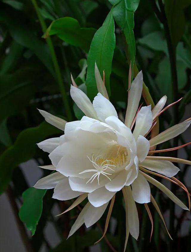 四月天剪下昙花叶扦插入盆，收获昙花的福利太多，令人赞叹不已！