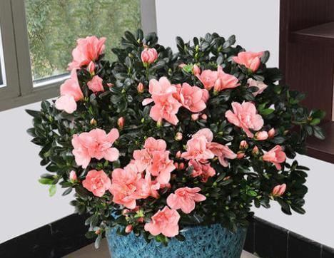 杜鹃花买回来不会养？小花匠来教你，呼呼开花长新芽，你也能养好