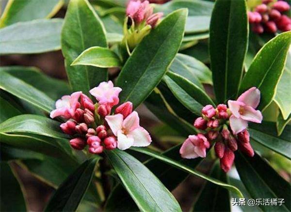 瑞香：满屋花香，立春祥瑞盆栽，开花后如何修剪才能花开不断