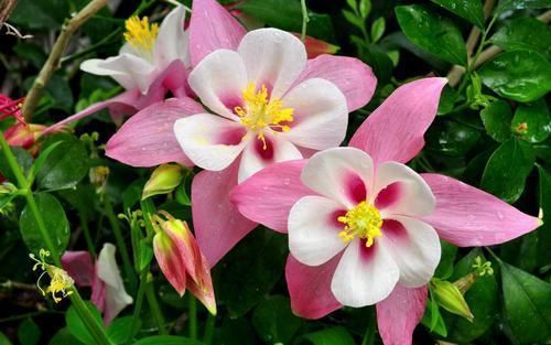 明明是一种“菜”，3个方法养出高挑花，高洁清雅家养品味高