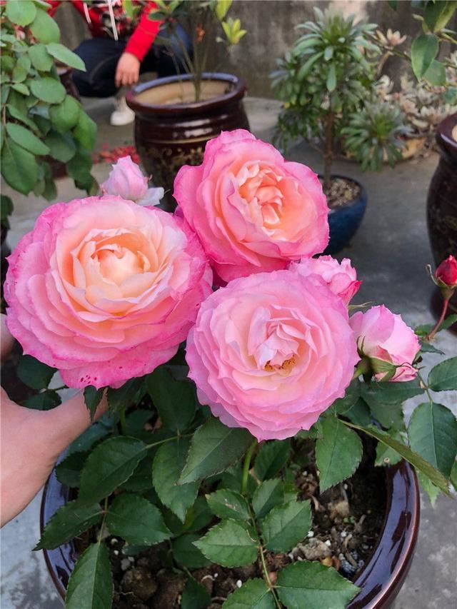 喜欢太阳的“3种花”，就要狠狠晒，别心疼，越晒越开“香香花”
