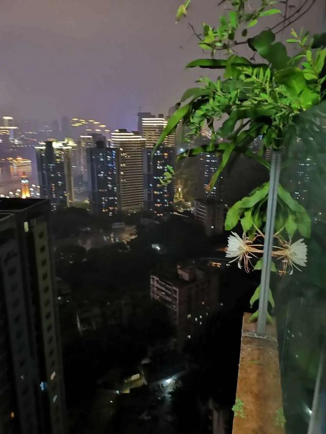 四月天剪下昙花叶扦插入盆，收获昙花的福利太多，令人赞叹不已！