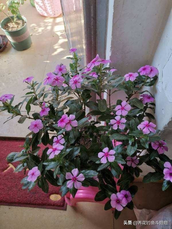 长春花长势慢花少，收下这几个养护技巧，蹭蹭冒芽 ，开成花海