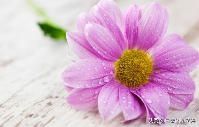 这几款花不但耐晒耐热，花期还很长，绝对是一款奇花