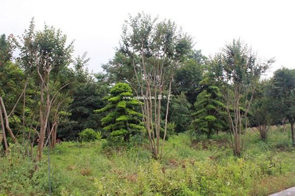 丛生紫薇的种植移植技术及紫薇病虫害防治
