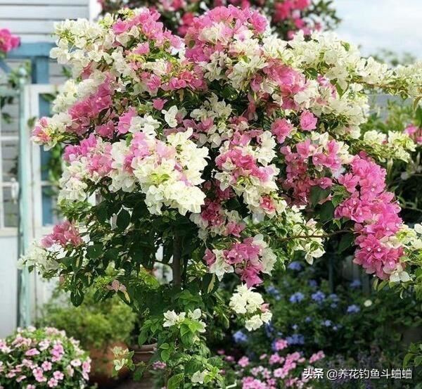 三角梅叶黄不开花，土里加2种料，养护2周，花苞嗖嗖蹿出来