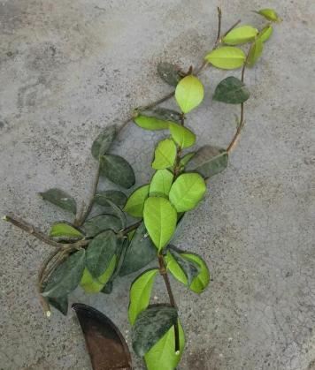 一种茉莉真好养，剪根枝条插土里，一年开出大花墙，香味十足