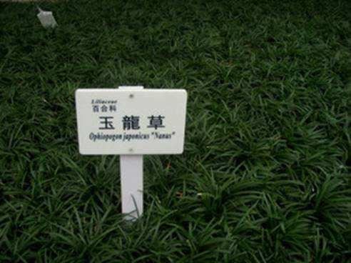 玉龙草与日本矮麦冬的区别