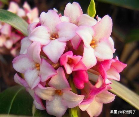 瑞香：满屋花香，立春祥瑞盆栽，开花后如何修剪才能花开不断