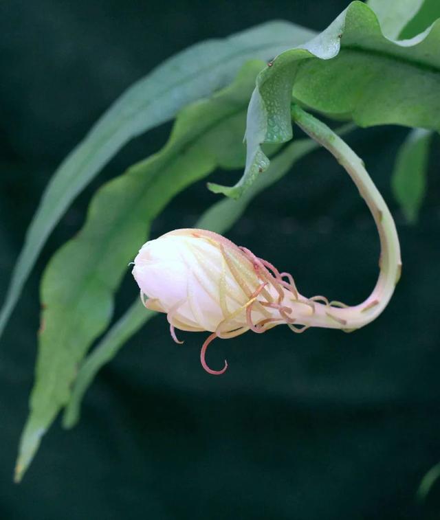 四月天剪下昙花叶扦插入盆，收获昙花的福利太多，令人赞叹不已！