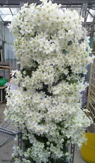 为什么叫“铁线莲”？这个解释太合适了！