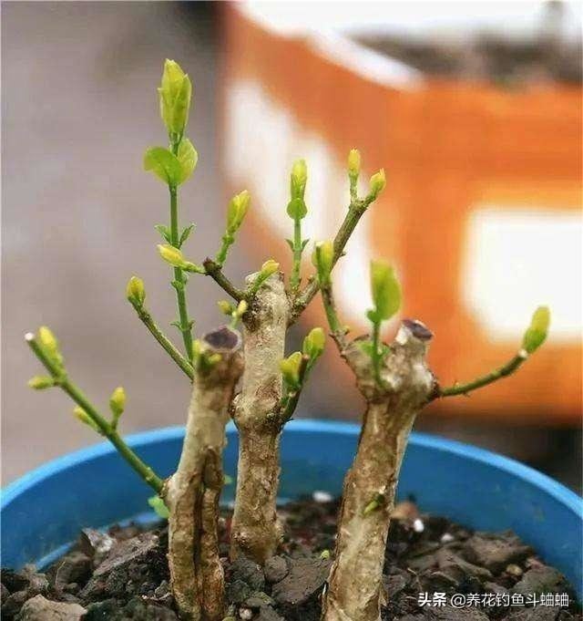 三角梅叶黄不开花，土里加2种料，养护2周，花苞嗖嗖蹿出来