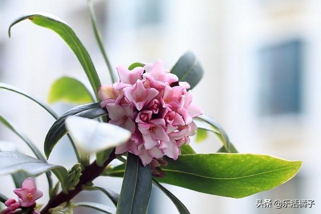 瑞香：满屋花香，立春祥瑞盆栽，开花后如何修剪才能花开不断