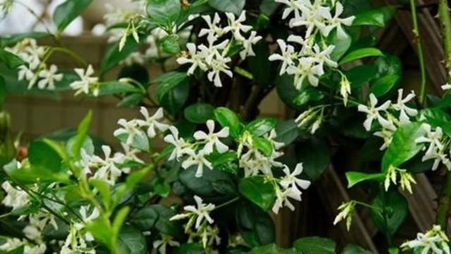 一种茉莉真好养，剪根枝条插土里，一年开出大花墙，香味十足