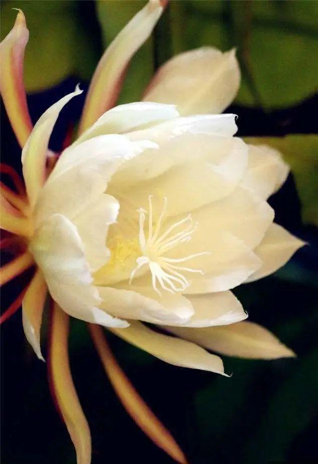四月天剪下昙花叶扦插入盆，收获昙花的福利太多，令人赞叹不已！