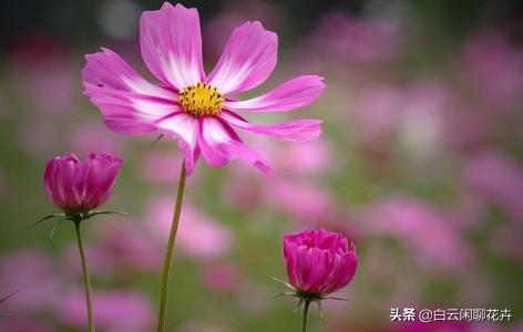 这几款花不但耐晒耐热，花期还很长，绝对是一款奇花