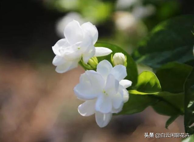 在什么时候扦插最好？当然是春末期了，很快就会一朵接一朵地绽放